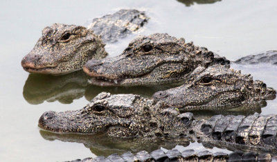 REPTILE - ALLIGATOR - CHINESE ALLIGATOR - CHINESE ALLIGATOR BREEDING CENTER - XUANCHENG CHINA (45).JPG