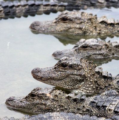 REPTILE - ALLIGATOR - CHINESE ALLIGATOR - CHINESE ALLIGATOR BREEDING CENTER - XUANCHENG CHINA (46).JPG