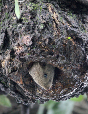 RODENT - SQUIRREL - PALLAS'S SQUIRREL - HONGCUN VILLAGE ANHUI CHINA (13).JPG