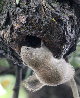 RODENT - SQUIRREL - PALLAS'S SQUIRREL - HONGCUN VILLAGE ANHUI CHINA (16).JPG