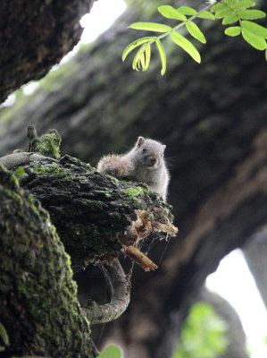 RODENT - SQUIRREL - PALLAS'S SQUIRREL - HONGCUN VILLAGE ANHUI CHINA (4).JPG