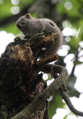 RODENT - SQUIRREL - PALLAS'S SQUIRREL - HONGCUN VILLAGE ANHUI CHINA (6).JPG