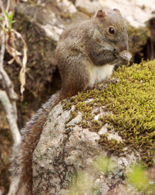 RODENT - SQUIRREL - PERNY'S LONG-NOSED SQUIRREL - HUANGSHAN NATIONAL PARK - ANHUI PROVINCE CHINA (12).JPG