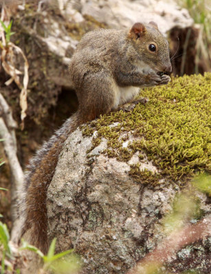 RODENT - SQUIRREL - PERNY'S LONG-NOSED SQUIRREL - HUANGSHAN NATIONAL PARK - ANHUI PROVINCE CHINA (2).JPG