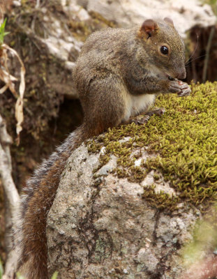 RODENT - SQUIRREL - PERNY'S LONG-NOSED SQUIRREL - HUANGSHAN NATIONAL PARK - ANHUI PROVINCE CHINA (3).JPG
