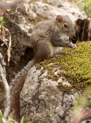 RODENT - SQUIRREL - PERNY'S LONG-NOSED SQUIRREL - HUANGSHAN NATIONAL PARK - ANHUI PROVINCE CHINA (4).JPG