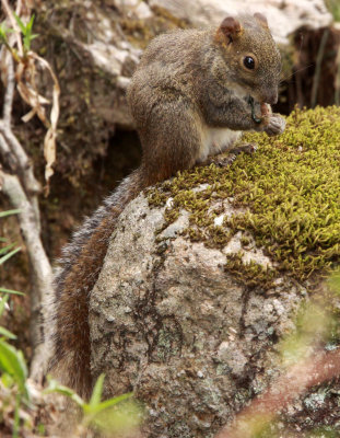 RODENT - SQUIRREL - PERNY'S LONG-NOSED SQUIRREL - HUANGSHAN NATIONAL PARK - ANHUI PROVINCE CHINA (7).JPG