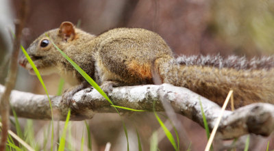 RODENT - SQUIRREL - RED-HIPPED SQUIRREL - HUANGSHAN NATIONAL PARK - ANHUI PROVINCE CHINA (4).JPG