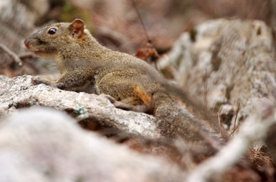 RODENT - SQUIRREL - RED-HIPPED SQUIRREL - HUANGSHAN NATIONAL PARK - ANHUI PROVINCE CHINA (5).JPG