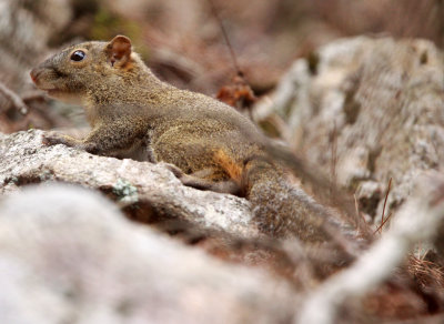RODENT - SQUIRREL - RED-HIPPED SQUIRREL - HUANGSHAN NATIONAL PARK - ANHUI PROVINCE CHINA (6).JPG