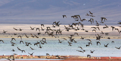 BIRD - DUCK - EURASIAN WIGEON AND MALLARD AND OTHERS - DONG GEI CUO NA LAKE QINGHAI CHINA (17).JPG