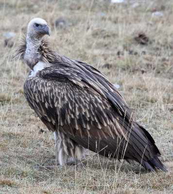 BIRD - GRIFFON - HIMALAYAN GRIFFON - ROAD FROM CHAKA TO QINGHAI LAKE CHINA (27).JPG