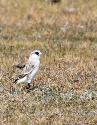 BIRD - SNOWFINCH -White-rumped Snowfinch (Pyrgilauda taczanowskii) - QINGHAI LAKE QINGHAI CHINA (18).JPG