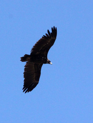 BIRD - VULTURE - CINEREOUS OR Black Vulture (Aegypius monachus) - FOOTHILLS NEAR XINGHAI CHINA (2).JPG