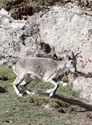 BOVID - BLUE SHEEP - SAI ZONG GOMPA QINGHAI CHINA (14).JPG