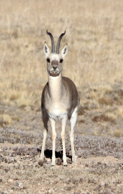 BOVID - GAZELLE - PRZEWALSKI'S GAZELLE - DONG GEI CUO NA LAKE QINGHAI CHINA (3).JPG