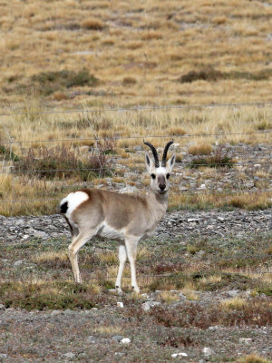 BOVID - GAZELLE - PRZWALSKI'S GAZELLE -  KEKEXILI NATIONAL RESERVE - QINGHAI PROVINCE - WEST OF QUMALAI (1).JPG