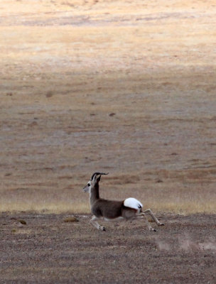 BOVID - GAZELLE - TIBETAN GAZELLE -  KU HAI LAKE QINGHAI CHINA ACROSS MAIN HIGHWAY TO WEST (58).JPG