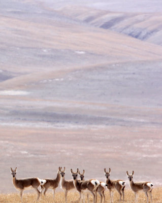 BOVID - GAZELLE - TIBETAN GAZELLE - YENIUGOU WILD YAK VALLEY - QINGHAI CHINA (2).JPG