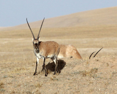 BOVID - TIBETAN ANTELOPE -  KEKEXILI NATIONAL RESERVE - QINGHAI PROVINCE - CORE AREA (161).JPG