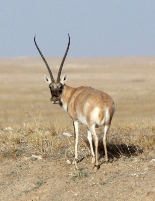 BOVID - TIBETAN ANTELOPE -  KEKEXILI NATIONAL RESERVE - QINGHAI PROVINCE - CORE AREA (167).jpg