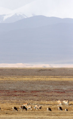 BOVID - TIBETAN ANTELOPE -  KEKEXILI NATIONAL RESERVE - QINGHAI PROVINCE - CORE AREA (51).JPG