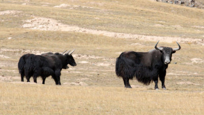 BOVID - YAK - WILD YAK - YENIUGOU WILD YAK VALLEY - QINGHAI CHINA (36).JPG