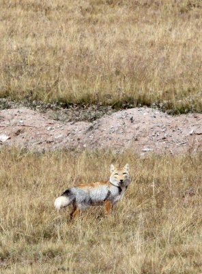 CANID - FOX - TIBETAN FOX -  KEKEXILI NATIONAL RESERVE - QINGHAI PROVINCE - WEST OF QUMALAI (3).JPG