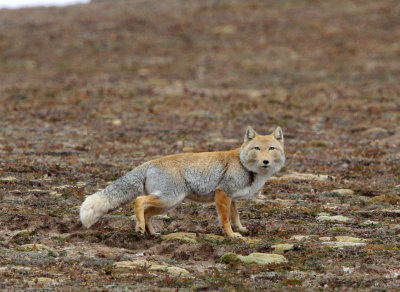CANID - FOX - TIBETAN FOX - KEKEXILI NATIONAL RESERVE - QINGHAI PROVINCE - EASTERN SECTOR (20).JPG