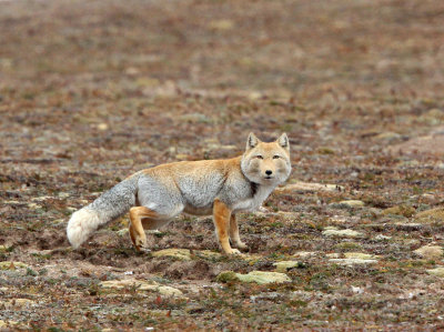 CANID - FOX - TIBETAN FOX - KEKEXILI NATIONAL RESERVE - QINGHAI PROVINCE - EASTERN SECTOR (21).JPG