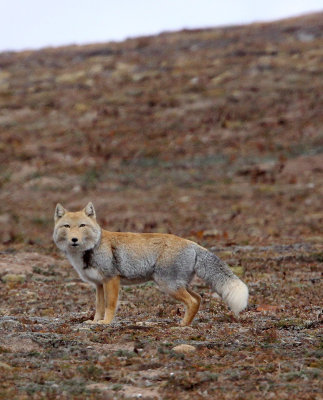 CANID - FOX - TIBETAN FOX - KEKEXILI NATIONAL RESERVE - QINGHAI PROVINCE - EASTERN SECTOR (25).JPG