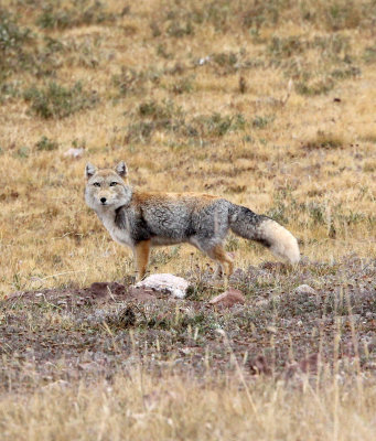 CANID - FOX - TIBETAN FOX - KEKEXILI NATIONAL RESERVE - QINGHAI PROVINCE - EASTERN SECTOR (50).JPG