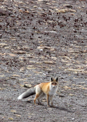 CANID - FOX - TIBETAN RED FOX -  KEKEXILI NATIONAL RESERVE - QINGHAI PROVINCE - WEST OF QUMALAI (12).jpg