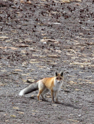 CANID - FOX - TIBETAN RED FOX -  KEKEXILI NATIONAL RESERVE - QINGHAI PROVINCE - WEST OF QUMALAI (15).jpg