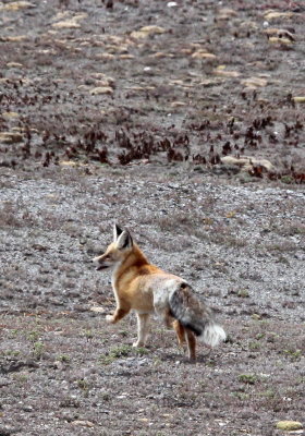 CANID - FOX - TIBETAN RED FOX -  KEKEXILI NATIONAL RESERVE - QINGHAI PROVINCE - WEST OF QUMALAI (3).JPG