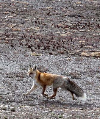 CANID - FOX - TIBETAN RED FOX -  KEKEXILI NATIONAL RESERVE - QINGHAI PROVINCE - WEST OF QUMALAI (7).JPG