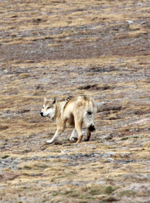 CANID - TIBETAN WOLF -  KEKEXILI NATIONAL RESERVE - QINGHAI PROVINCE - WEST OF QUMALAI (1).JPG