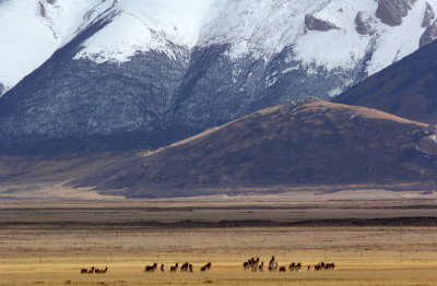 EQUID - KIANG - DONG GEI CUO NA LAKE QINGHAI CHINA (41).JPG