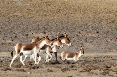 EQUID - KIANG - DONG GEI CUO NA LAKE QINGHAI CHINA (46).JPG