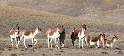 EQUID - KIANG - DONG GEI CUO NA LAKE QINGHAI CHINA (51).JPG