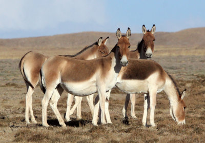 Mammals & Other Critters of the Tibetan Plateau