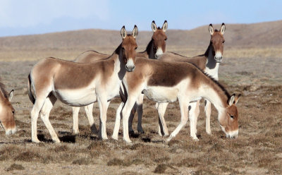 EQUID - KIANG - DONG GEI CUO NA LAKE QINGHAI CHINA (84).JPG