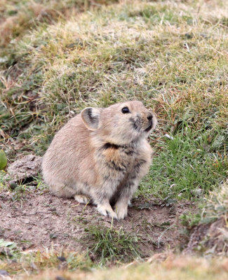 LAGOMORPH - PIKA - DAURIAN PIKA - OCHOTONA DAUURICA - 100 KM WEST OF XINING, QINGHAI CHINA (32).JPG