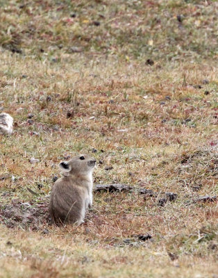 LAGOMORPH - PIKA - DAURIAN PIKA - OCHOTONA DAUURICA - 100 KM WEST OF XINING, QINGHAI PROVINCE CHINA (43).JPG