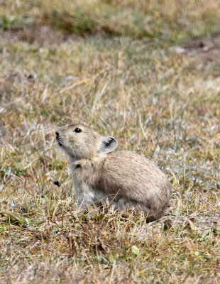 LAGOMORPH - PIKA - PLATEAU PIKA - OCHOTONA CURZONIAE - QINGHAI LAKE CHINA (12).JPG