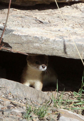 MUSTELID - WEASEL - MOUNTAIN WEASEL - KEKEXILI NATIONAL RESERVE - QINGHAI PROVINCE - EASTERN SECTOR (11).JPG