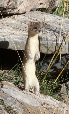 MUSTELID - WEASEL - MOUNTAIN WEASEL - KEKEXILI NATIONAL RESERVE - QINGHAI PROVINCE - EASTERN SECTOR (14).JPG