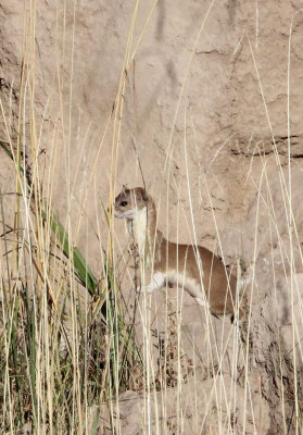 MUSTELID -Mountain Weasel (Mustela altaica) - XINGHAI CANYON AREA QINGHAI CHINA (19).JPG