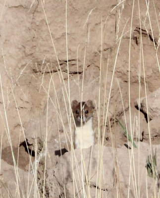 MUSTELID -Mountain Weasel (Mustela altaica) - XINGHAI CANYON AREA QINGHAI CHINA (2).JPG