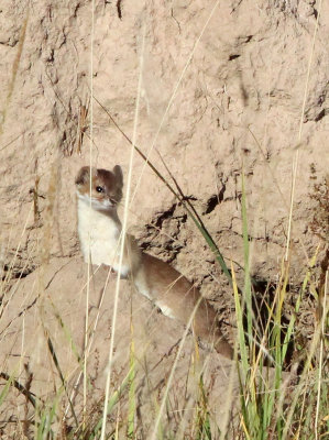 MUSTELID -Mountain Weasel (Mustela altaica) - XINGHAI CANYON AREA QINGHAI CHINA (22).JPG